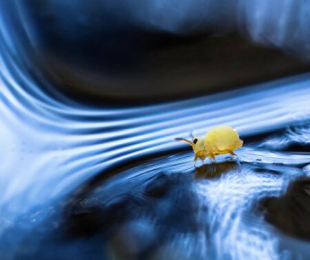 Les collemboles, minuscules… mais tellement utiles !