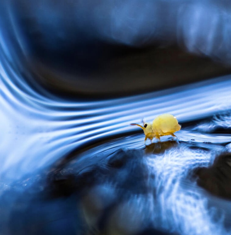 Les collemboles, minuscules… mais tellement utiles !