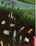 Gestionnaires forestiers: quelle prise en compte de la biodiversité des sols ?