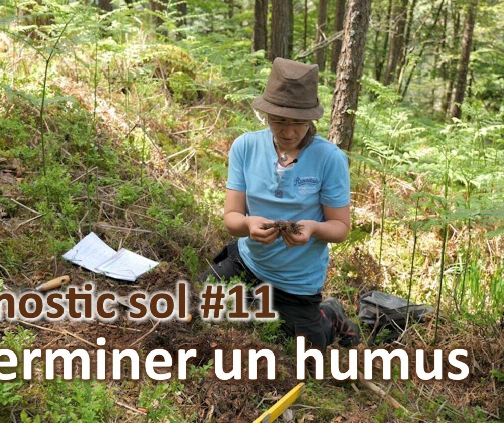 Diagnostic sol #11 | Humus