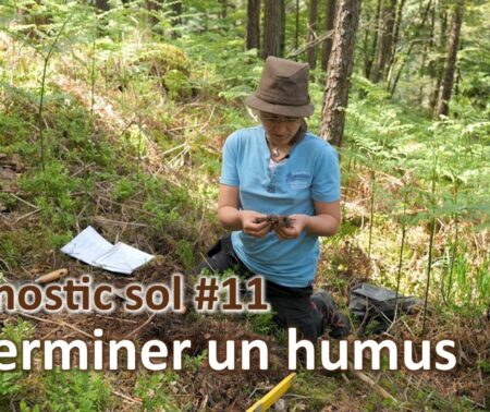 Diagnostic sol #11 | Humus