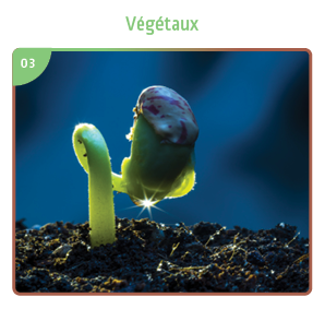 Végétaux