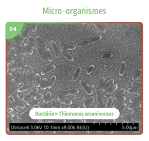 Micro-organismes