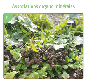 Associations organo-minérales