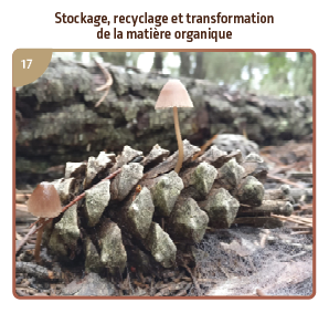 Stockage, recyclage et transformation de la matière organique