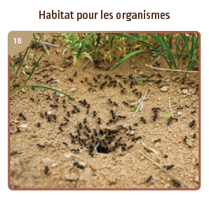 Habitat pour les organismes