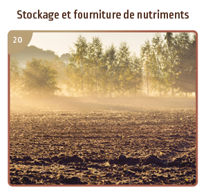 Stockage et fourniture de nutriments