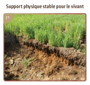 Support physique stable pour le vivant