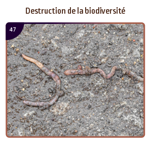 Destruction de la biodiversité