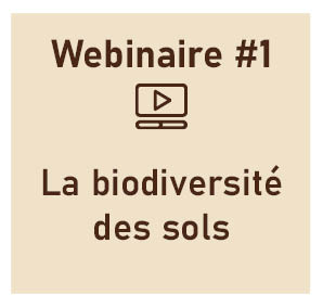 La biodiversité des sols