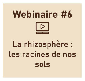 La rhizosphère : les racines de nos sols