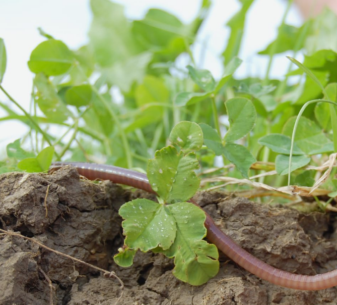 Earthworms – architects of fertile soils