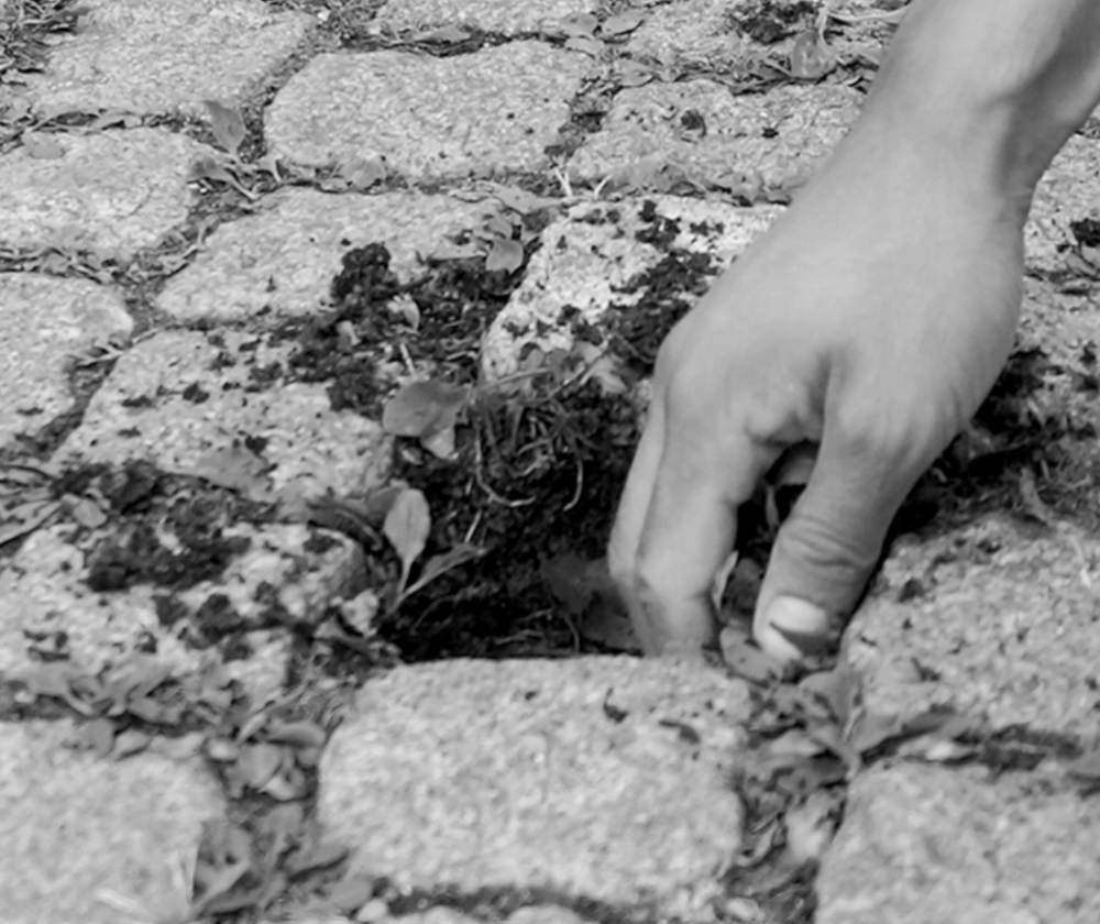 Correspondances interdisciplinaires : une recherche-création sur les sols urbains entre anthropologie, écologie et art
