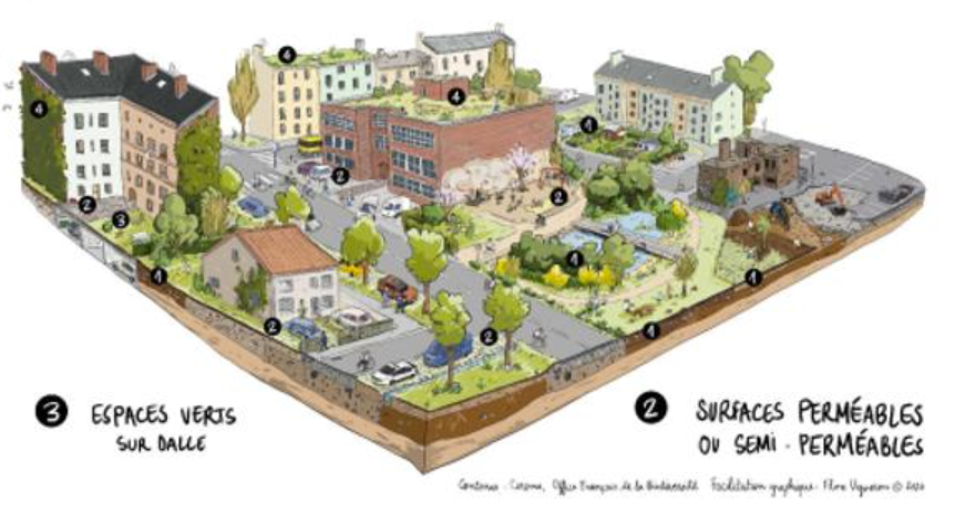 La pleine terre : une opportunité pour mieux intégrer les sols aux documents d’urbanisme