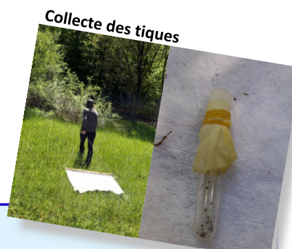 Influence des sols sur l’abondance des tiques et leurs pathogènes dans les écosystèmes tempérés (NE France)