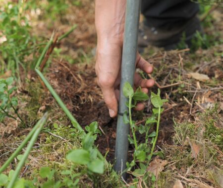 Tarière : article complet