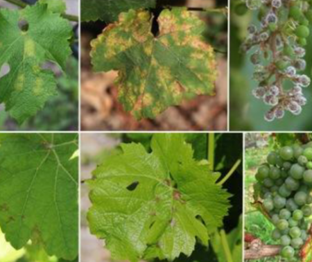 JMS 2025 Présentation : Peut-on valoriser le cuivre des sols viticoles dans une économie circulaire ?